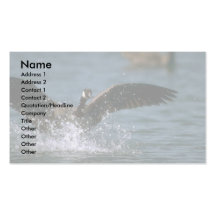 Canada Goose, landing on water Business Card Templates