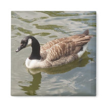Canada Goose Magnet by emele1 Canada Goose Magnet