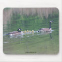 Canada Goose Mom Babies Nature Photo Mousepad