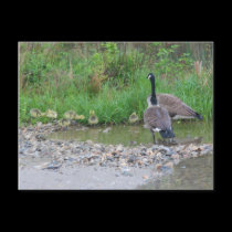 Canada Goose Mom Babies Nature Photo Postcard