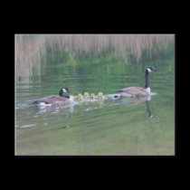 Canada Goose Mom Babies Nature Photo Postcard