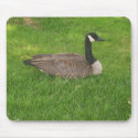 Canada Goose Mousepad by stonedorphotos Canada Goose Mousepad