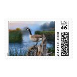 CANADA GOOSE ON THE SHASTA STAMPS