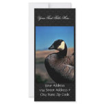 Canada goose portrait rack card