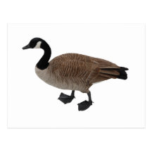 Canada Goose Post Cards