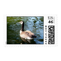 Canada Goose Postage stamps