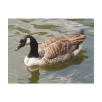 Canada Goose Postcard