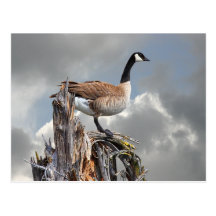 CANADA GOOSE POSTCARD