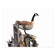 CANADA GOOSE POSTCARDS