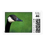Canada goose stamp