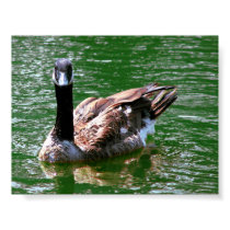 Canada Goose Swimming posters by Freese Canada Goose Swimming posters
