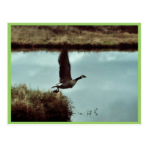 Canada Goose Taking Flight Postcards