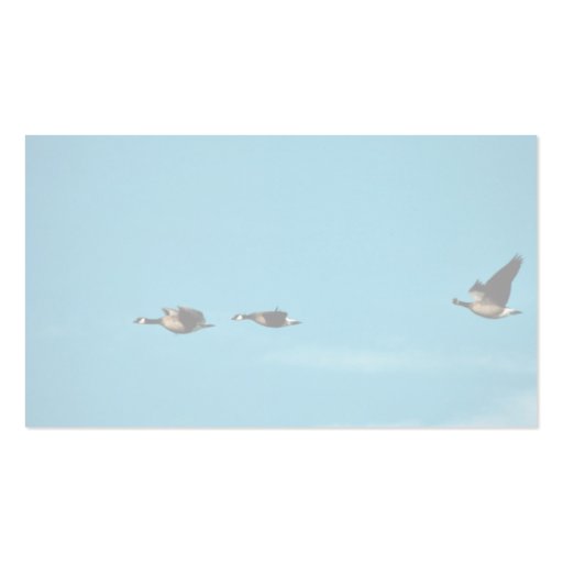 Canada goose trio in flight business cards (back side)