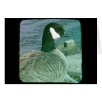 Canada Goose TTV Greeting Card