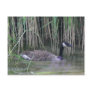 Canada Goose Wildlife Nature Photo Postcard