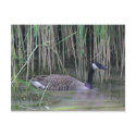 Canada Goose Wildlife Nature Photo Postcard