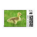 Canada Gosling postage by pyrabird Canada Gosling postage