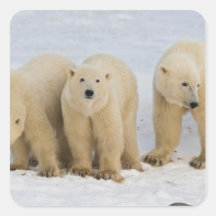 Canada, Hudson Bay. Polar bear mother with two Square Sticker