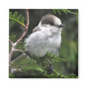 Canada Jay Magnet by NatureGuy Canada Jay Magnet