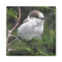 Canada Jay Magnet by NatureGuy Canada Jay Magnet