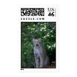 Canada Lynx-adult in summer Stamp