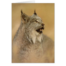 Canada Lynx (Lynx canadensis) - Wild Cats Cards