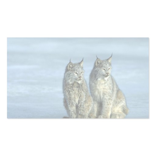 Canada lynx, winter, pair by icy stream business card templates (back side)