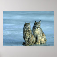 Canada lynx, winter, pair by icy stream poster