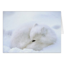 Canada, Manitoba, Churchill. Artic fox with Card