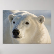 Canada, Manitoba, Hudson Bay, Churchill. 7