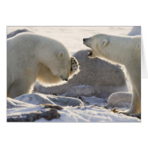 Canada, Manitoba, Hudson Bay, Churchill. Two Cards