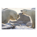 Canada, Manitoba, Hudson Bay, Churchill. Two Photograph