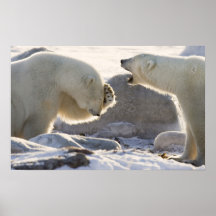 Canada, Manitoba, Hudson Bay, Churchill. Two Poster