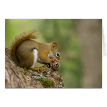 Canada, Nova Scotia, Halifax. Public Gardens, Greeting Card