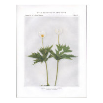 Canada or Round-Leaved Anemone posters
