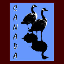 Canada Souvenir Postcard Canada Geese Postcard postcards