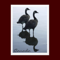 Canada Souvenir Postcards Canada Geese Cards postcards