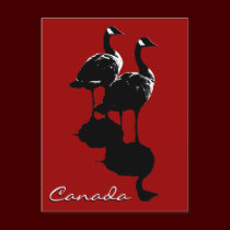 Canada Souvenir Postcards Canada Geese Cards postcards