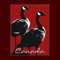 Canada Souvenir Postcards Canada Geese Cards postcards
