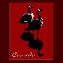 Canada Souvenir Postcards Canada Geese Cards postcards