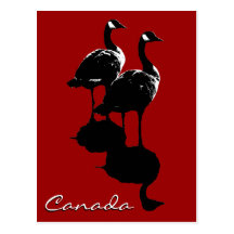 Canada Souvenir Postcards Canada Geese Cards