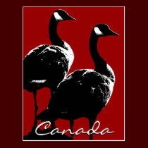 Canada Souvenir Postcards Canada Geese Cards postcards