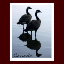 Canada Souvenir Postcards Canada Geese Cards postcards