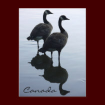 Canada Souvenir Postcards Canada Geese Postcards postcards