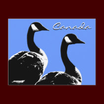 Canada Souvenir Postcards Canada Geese Postcards postcards
