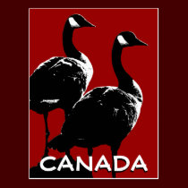 Canada Souvenir Postcards Canada Geese Postcards postcards