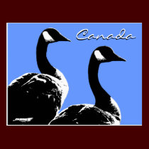 Canada Souvenir Postcards Canada Geese Postcards postcards