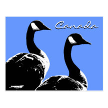 Canada Souvenir Postcards Canada Geese Postcards
