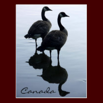 Canada Souvenir Postcards Canada Geese Postcards postcards