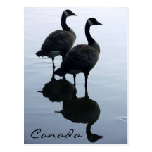 Canada Souvenir Postcards Canada Geese Postcards
